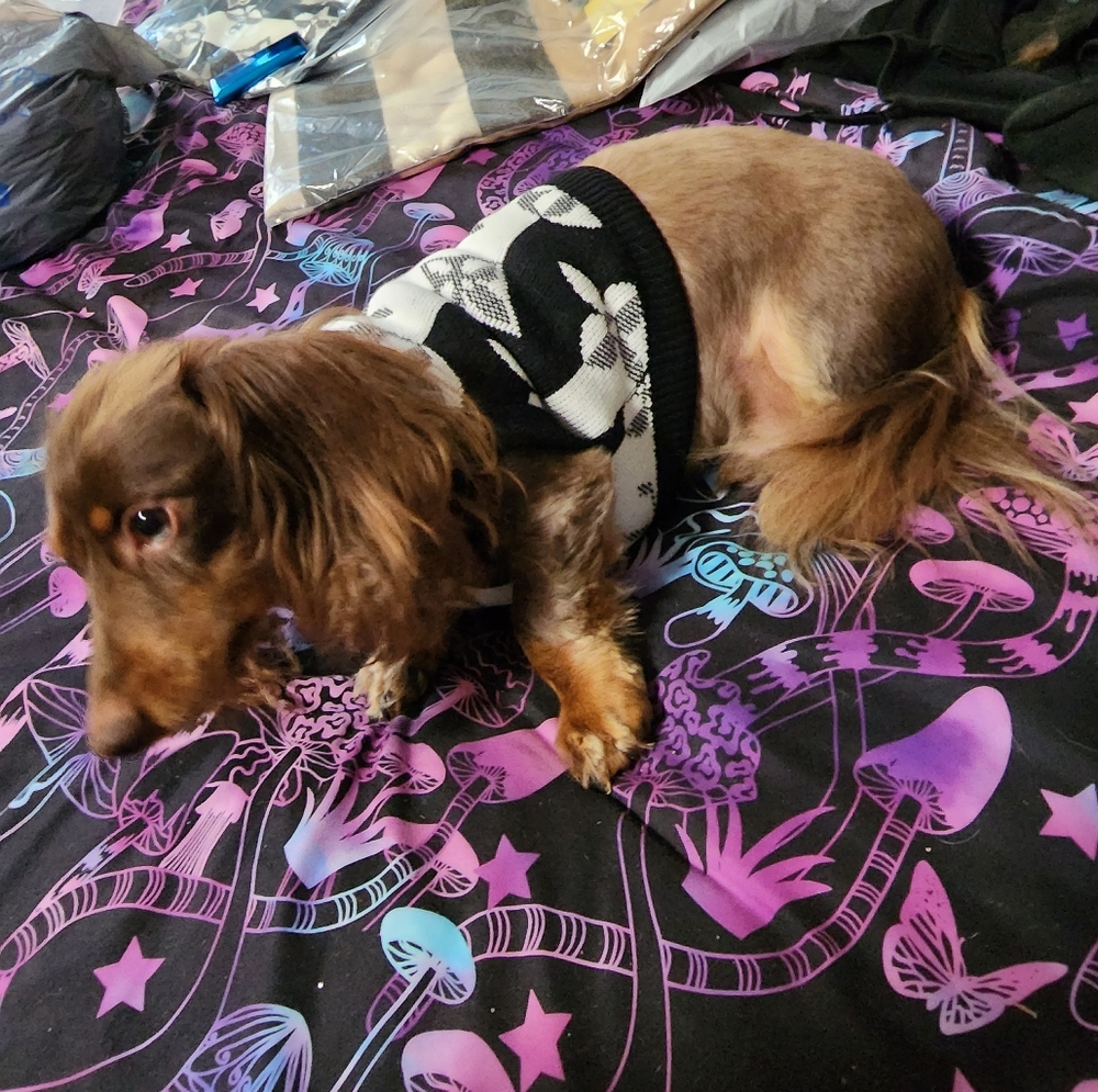 New Louisvuitton Dog Sweater 🐕❤️ - Picture 12 of 14